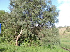 Schinus lentiscifolia, photograph Fabrício Mil Homens Riella, CC BY, iNaturalist via GBIF
