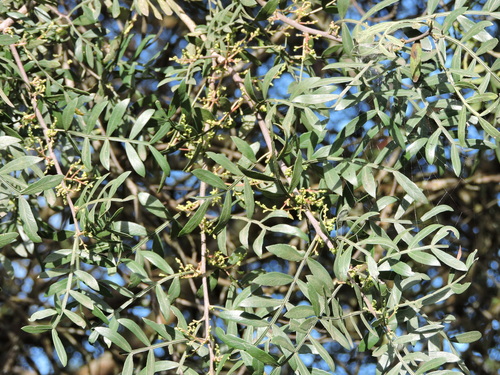 Schinus lentiscifolia, photograph 5