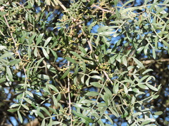 Schinus lentiscifolia, photograph Fabrício Mil Homens Riella, CC BY, iNaturalist via GBIF
