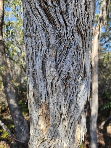 Eucalyptus amygdalina, photograph 4
