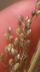 Dichanthelium subvillosum