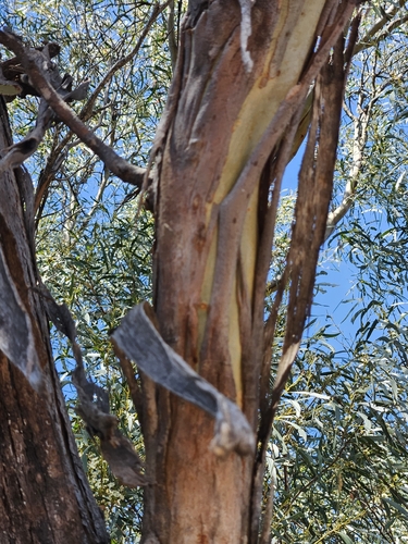 Eucalyptus amygdalina, photograph 5
