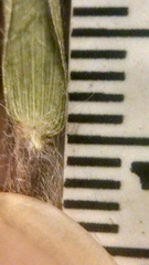 Dichanthelium subvillosum