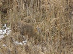Hydropotes inermis argyropus