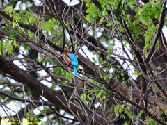 Halcyon smyrnensis fusca