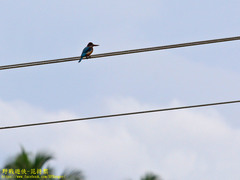 Halcyon smyrnensis fusca