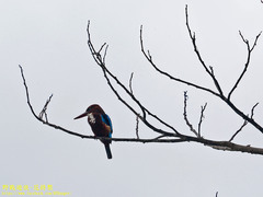 Halcyon smyrnensis fusca