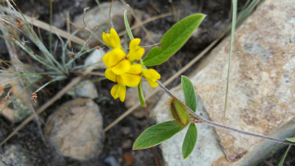 Eriosema procumbens