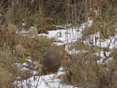 Hydropotes inermis argyropus