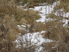 Hydropotes inermis argyropus