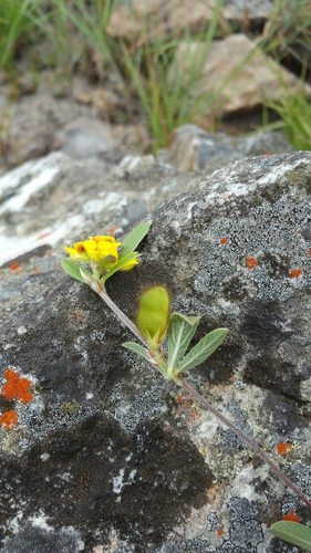 Eriosema procumbens image