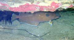 Lotella rhacina
