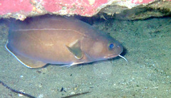 Lotella rhacina