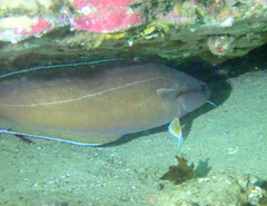 Lotella rhacina