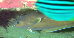 Lotella rhacina