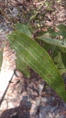 Acacia flavescens