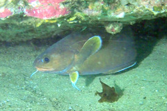 Lotella rhacina