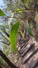 Acacia flavescens