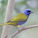 Blue-capped Tanager - Photo (c) Brendan Ryan, some rights reserved (CC BY-NC-SA)