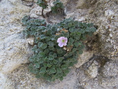 Erodium corsicum