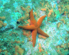 Fromia polypora