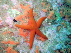 Fromia polypora