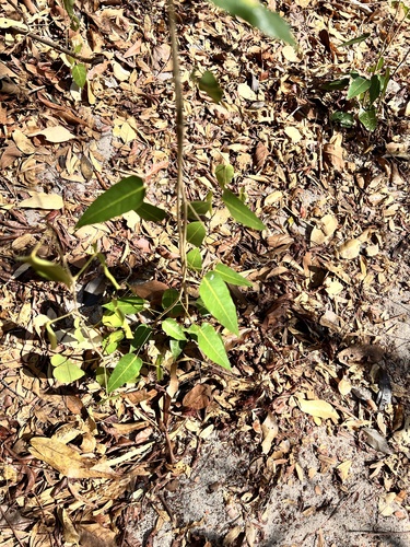 Baphia capparidifolia, 2025-09-17