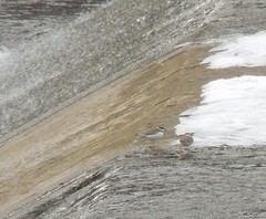 Charadrius alexandrinus