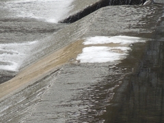 Charadrius alexandrinus