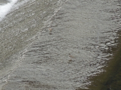 Charadrius alexandrinus