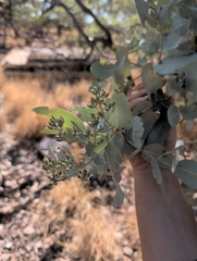 Eucalyptus pruinosa, photograph (c) maxark, some rights reserved (CC BY)