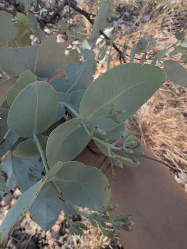 Eucalyptus pruinosa, photograph 4