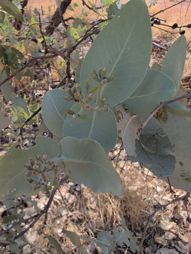 Eucalyptus pruinosa, photograph 5