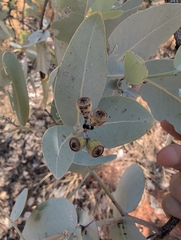 Eucalyptus pruinosa, photograph (c) maxark, some rights reserved (CC BY)