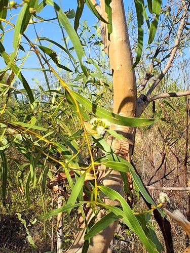 Eucalyptus odontocarpa, photograph 4
