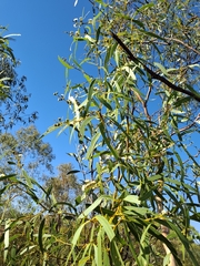 Eucalyptus odontocarpa, photograph (c) maxark, some rights reserved (CC BY)