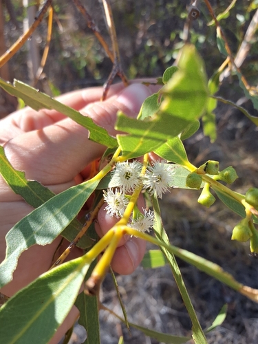 Eucalyptus odontocarpa