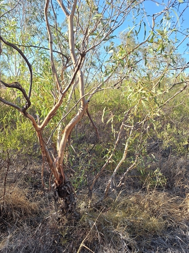 Eucalyptus odontocarpa, photograph 3