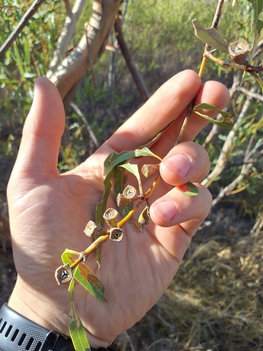 Eucalyptus odontocarpa, photograph 6
