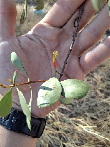 Flat-leaved Mistletoe (Lysiana spathulata)