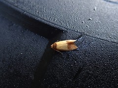 Heteroteucha dichroella