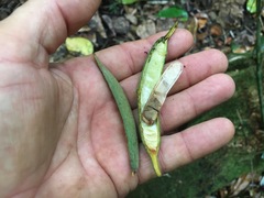 Stenocarpus sinuatus