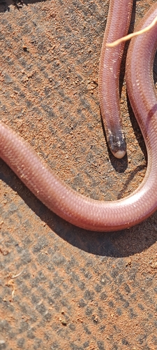 Long-beaked Blind Snake sighting