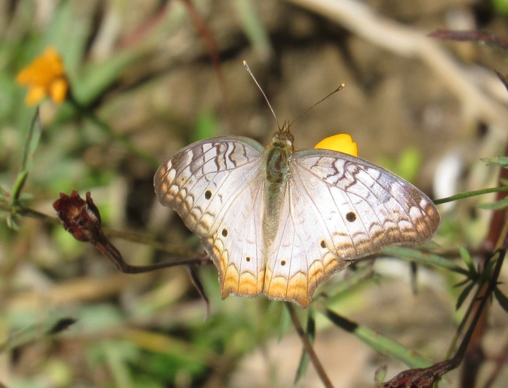 Anartia jatrophae luteipicta