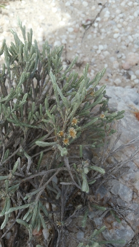 Helichrysum benthamii image