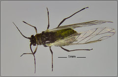 Hyadaphis passerinii