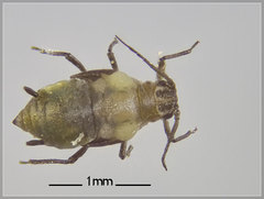 Hyadaphis passerinii