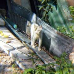 Felis catus