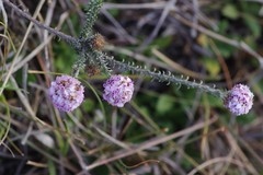 Disparago