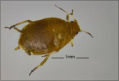 Hyadaphis passerinii